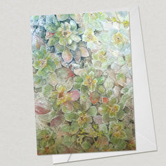 Marion Bay Succulents