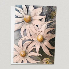 Flannel Flowers